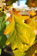 Schaan, Liechtenstein, October 27, 2021 Colorful leaves hanging on a branch at fall