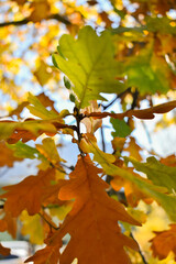 Schaan, Liechtenstein, October 27, 2021 Colorful leaves hanging on a branch at fall