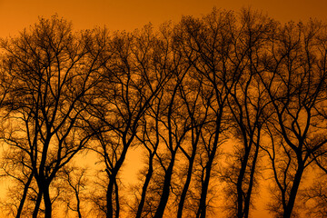 Creepy tree trunks with bare branches of poplars silhouetted against orange sunset sky
