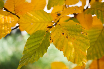Schaan, Liechtenstein, October 27, 2021 Colorful leaves hanging on a branch at fall