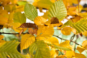 Schaan, Liechtenstein, October 27, 2021 Colorful leaves hanging on a branch at fall