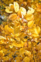 Schaan, Liechtenstein, October 27, 2021 Colorful leaves hanging on a branch at fall