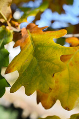 Schaan, Liechtenstein, October 27, 2021 Colorful leaves hanging on a branch at fall