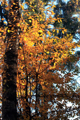 Colorful autumn plants on nature background