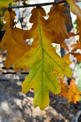 Schaan, Liechtenstein, October 27, 2021 Colorful leaves hanging on a branch at fall