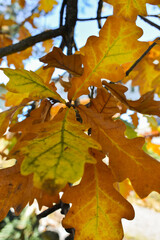Schaan, Liechtenstein, October 27, 2021 Colorful leaves hanging on a branch at fall