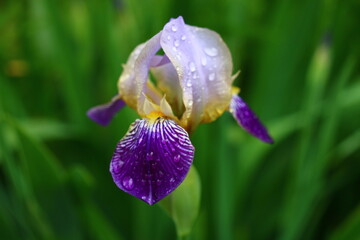 Irys kosaciec niemiecki Iris germanica