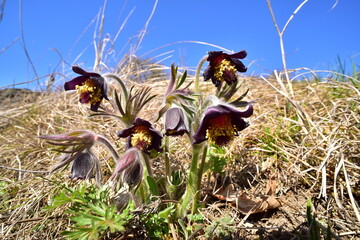 Small Pasque Flower,  Pulsatilla pratensis