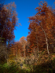 Deep into the autumn forest