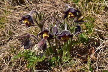 Small Pasque Flower,  Pulsatilla pratensis