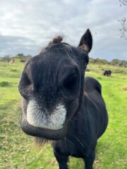 horse close up of nose, black, brown on green grass with cloudy grey sky