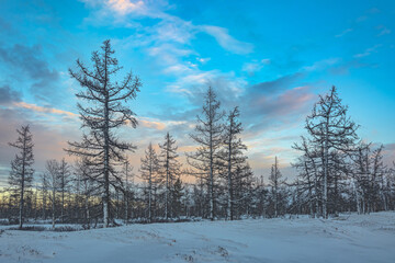 Fototapeta na wymiar Winter nature landscape of the northern forest-tundra in Siberia. Trees standing black silhouettes without foliage. Snow covered the ground and moss between the trees. Beautiful textured sky