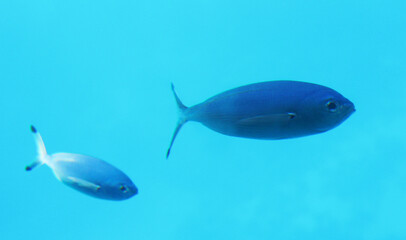 fish swimming in the water