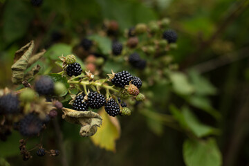 Blackberry with beneficial and healing properties for the whole body