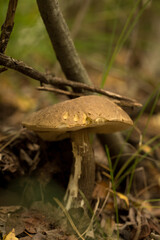 Harvesting forest mushrooms from ecologically clean places