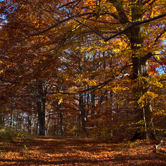 Red and yellow foliage
