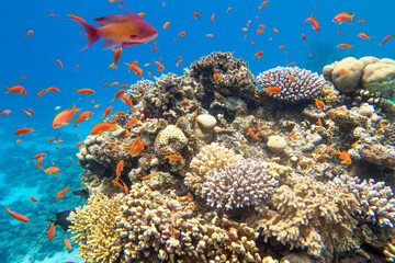 Naklejka na ściany i meble Colorful, picturesque coral reef at the bottom of tropical sea, hard corals and fishes Anthias, underwater landscape
