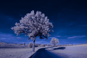 infrared photography - surreal ir photo of landscape with trees under cloudy sky - the art of our...