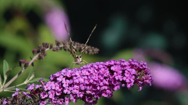Podalirio butterfly (Iphiclides podalirius) on a purple pink flower of the Buddleja davidii shrub