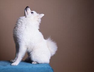 White fluffy dog on an blue stool pouf