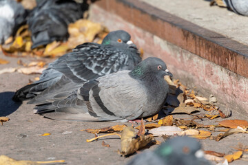 A wild pigeon basks in the sun on the waterfront of the pond