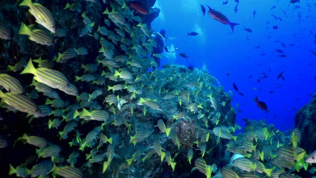 Slow motion shot of school yellowtail snapper fish (Ocyurus chrysurus), underwater under water marine life in Cocos Keeling Islands Costa Rica Scuba diving and snorkeling in undersea Pacific Ocean.