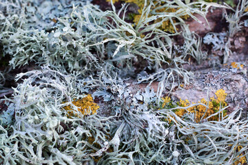 Magnificent tree lichen background