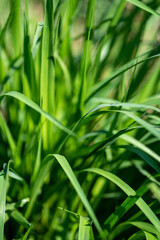 Soil and water sample for environmental analysis 