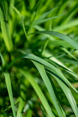 Soil and water sample for environmental analysis 