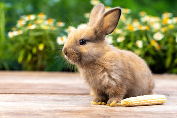 Bunny easter fluffy baby rabbit eating food, vegetables, carrots, baby corn on green nature...