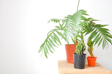 plants on wooden bench with white background