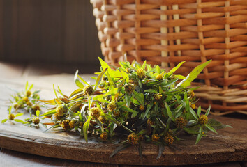 Bidens plant or bur marigold herb on wooden rustic background, closeup, bio retinol source,...