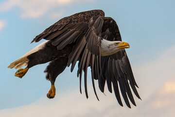 Bald Eagle in flight