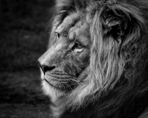 Lion in black and white