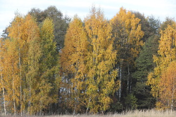 Fototapeta premium Beautiful landscape of autumn forest with yellow birch