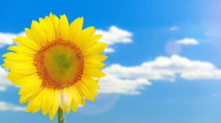 Obraz premium Fresh colored yellow big sunflower in nature