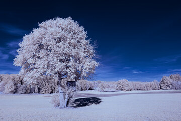 infrared photography - surreal ir photo of landscape with trees under cloudy sky - the art of our...