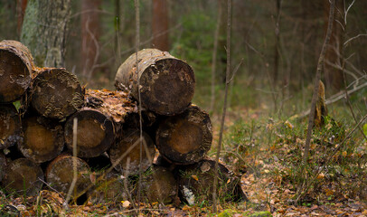 Logs stacked in autumn forest