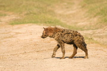Naklejka na ściany i meble Hyène Tachetée Crocuta crocuta Afrique Kenya