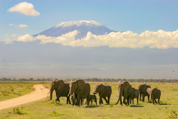 Fototapeta na wymiar Paysage Famille Eléphants éléphanteaux Loxodonta africana devant le Kilimandjaro au Kenya