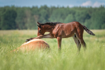 A small foal is playing in a field with a lying horse.