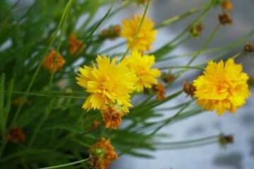 Beautiful Yellow Flowers by a Sidewalk