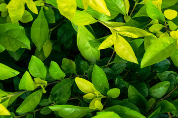 Green leaves background Texture Pattern