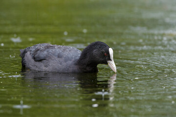 Bläßhuhn (Fulica atra)