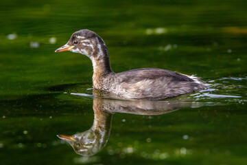 Zwergtaucher (Tachybaptus ruficollis) Jungvogel