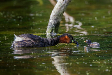 Zwergtaucher (Tachybaptus ruficollis) mit Jungen