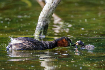 Zwergtaucher (Tachybaptus ruficollis) mit Jungen