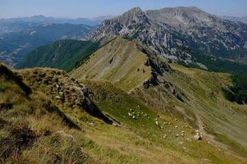 Mountain views during trekking along most beautiful tourist loop on the Montenegrin side of Prokletije Mountains: Volusnica (1879 m) - Taljanka (2018 m) - Popadija (2057 m). Herd of sheep on hillside