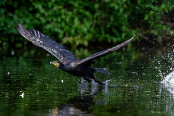 Kormoran (Phalacrocorax carbo)