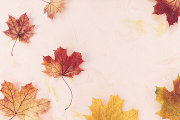 Naklejka na ściany i meble Red and yellow maple leaves on pink background. Autumn flat lay. Banner or message board template. Copy space